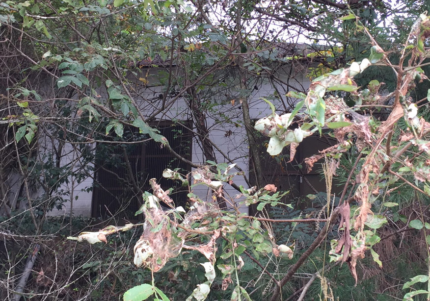 detached 日吉町胡麻