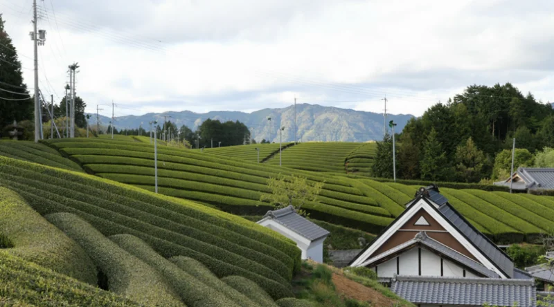 南山城村