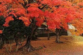 【9月30日必着締切】木育・森林資源にかかる活動の地域おこし協力隊募集します！＠京丹波町