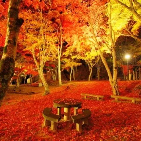 笠置もみじ公園　ライトアップ