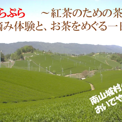 紅茶のための茶畑 手摘み体験と、お茶をめぐる一日