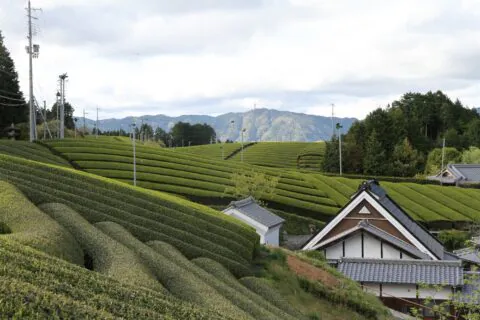 南山城村