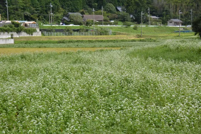 亀岡市西別院地区