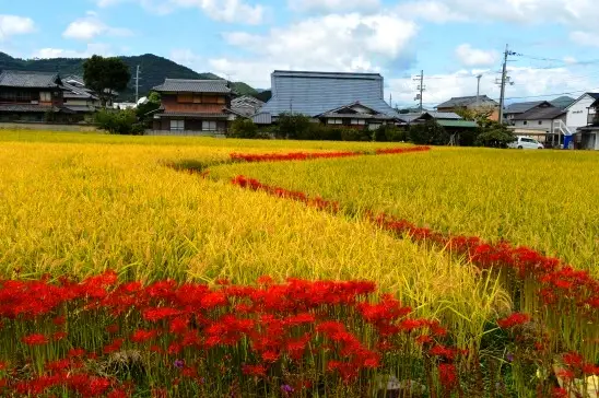 亀岡市曽我部地区