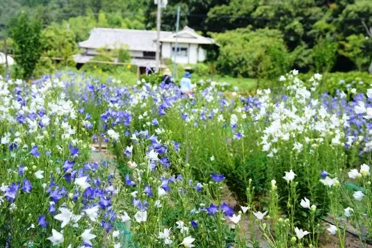 亀岡市宮前地区