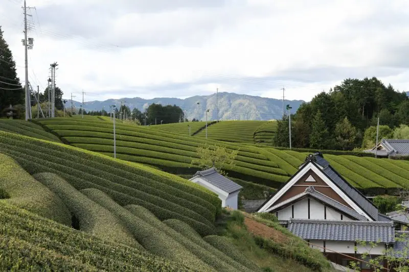 南山城村高尾田山地区