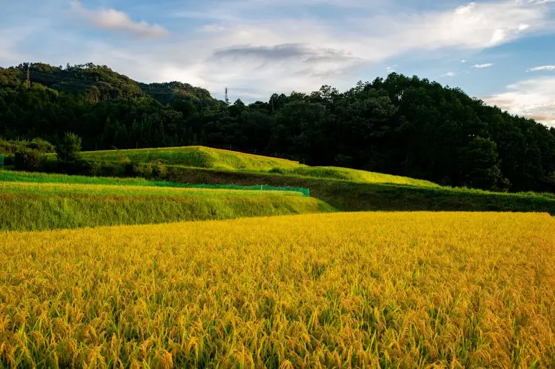 与謝野町桑飼地区