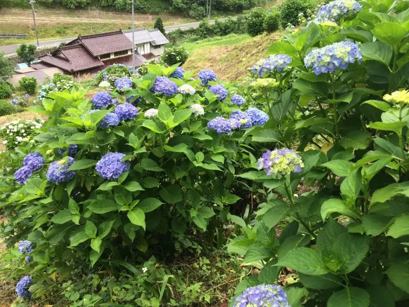福知山市夜久野町畑地区