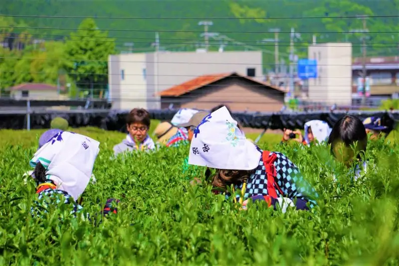 みんなが味方、みんなで紡ぐ。お茶のまちからはじまるまちづくりの可能性