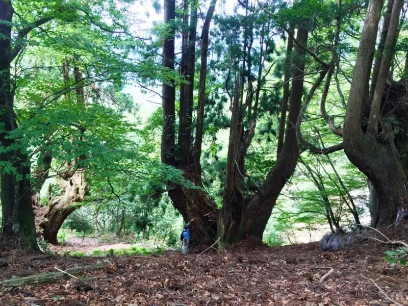 京都市右京区京北黒田地区