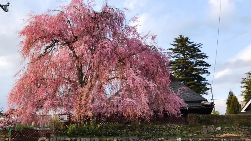 京都市右京区京北弓削地区